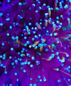 Wysiwyg Tri Color Torch Coral Frag (C7)