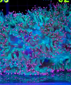 Wysiwyg Pink Tip Large Elegance Coral (C70)