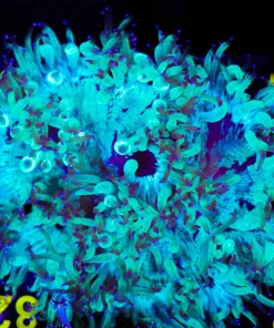Wysiwyg Elegance Coral (C71)
