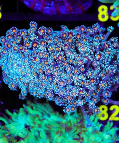 Wysiwyg Blue Flowerpot Coral Colony (C72)