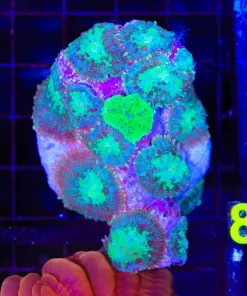 Wysiwyg UNique Mushroom Rhodactis Rock (C75)