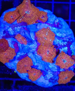 Wysiwyg Orange Sun Mushroom Colony Many Leads (C76)
