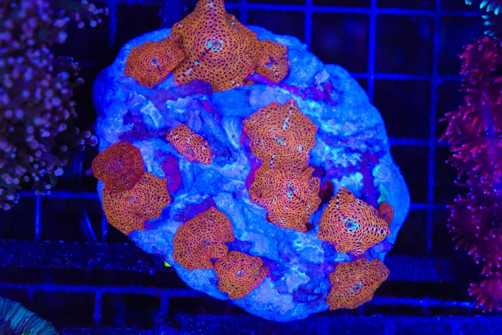 C76