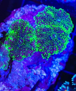 Wysiwyg Multiple Bright Purple / Green Yuma Rock Colony (C77) *Free Shipping ! No Minimum Livestock Spend*