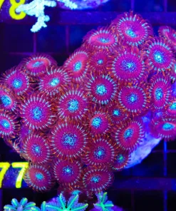 Wysiwyg Zoanthid Colony Outstanding (C77)