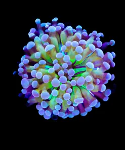 Wysiwyg Frozen Gold Hammer Coral Frag (C8)