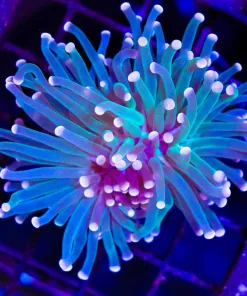 Wysiwyg Torch Coral Frag (C8)