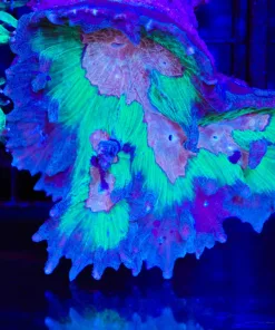 Wysiwyg Pectinia Coral (C81)