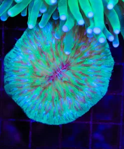 Wysiwyg Small Cool Green Plate Coral (C82)