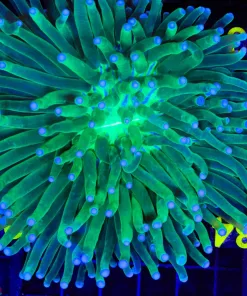 Wysiwyg Long Tentacle Plate Coral (C83)