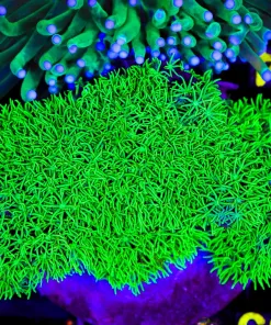 Wysiwyg Dragon's Fuzz GSP Large Colony (C84)