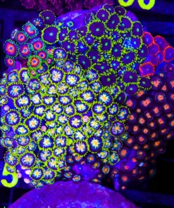 Wysiwyg Crazy Zoanthid Combo Coral Colony (C85)
