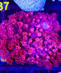 Wysiwyg Ruby Flowerpot Coral Colony (C86)