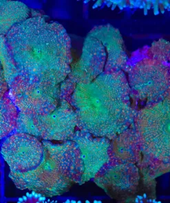 Wysiwyg Rock Covered In Unique Discosoma Mushrooms (C89)