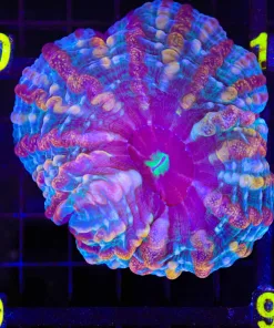 Wysiwyg Indophylia (C89)