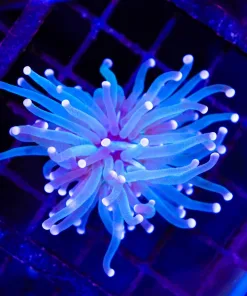Wysiwyg Small Torch Coral Frag (C9)