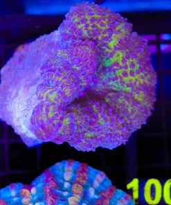 Wysiwyg Lobophylia (C90)