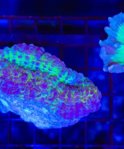 Wysiwyg Lobphylia (C91)
