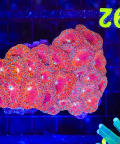 Wysiwyg Blastomussa Colony (C92)