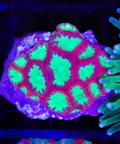 Wysiwyg Blastomussa Colony (C93)