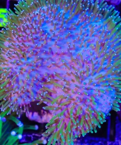 Wysiwyg Wild Caught Leather Coral Colony (C94)