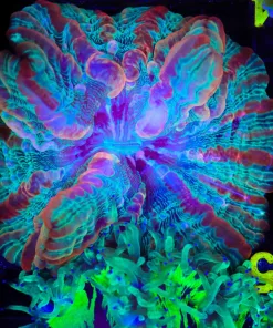 Wysiwyg Indophylia (C94)
