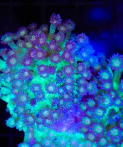 Wysiwyg Glitter Gonipora Colony (C98)