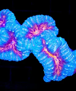 Wysiwyg Blue / Orange Lobophylia (C99)