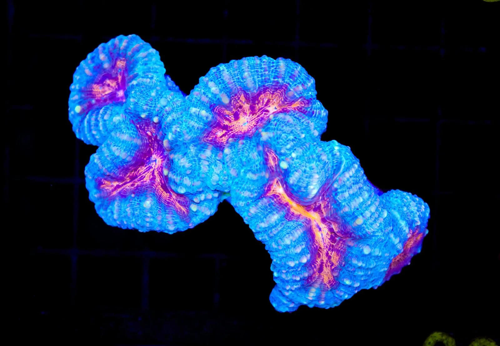 C99