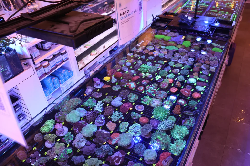 Frag Box Corals