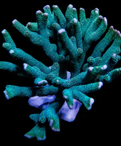 Blue Montipora Digitata Frag (Fragoon)