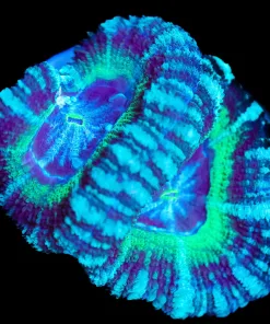 Wysiwyg Misty Acan [F1]