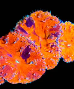 Wysiwyg Red Marble Blastomussa Frag [F10]