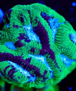 Wysiwyg Green Marbled Brain Mase Coral [F100] *Free Shipping ! Minimum $249 livestock spend*