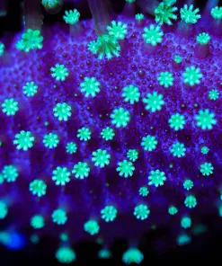 Wysiwyg Tyree Toadstool Leather Frag [F101] *Free Shipping ! Minimum $249 livestock spend*