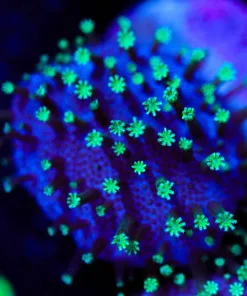 Wysiwyg Tyree Toadstool Leather Frag [F102] *Free Shipping ! Minimum $249 livestock spend*