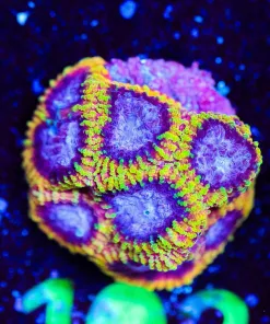 Wysiwyg Mayan Princess Favia [F103]