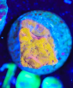 Wysiwyg SMall Tangerine Letp Frag [F109]