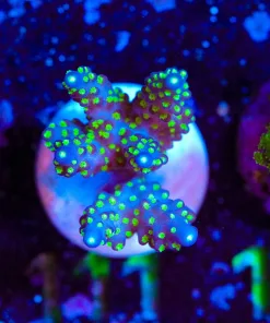 Wysiwyg Large Purple Bonsai Frag [F111]