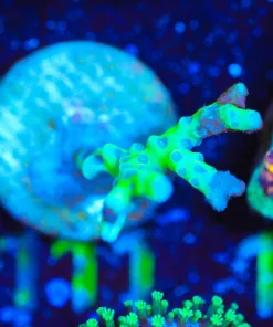 Wysiwyg Green goblin anacropora *pick up only* slight burnt tip end [F111]