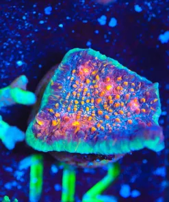 Wysiwyg Diablo Chalice Frag [F112] *Free Shipping ! Minimum $249 livestock spend*