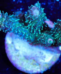 Wysiwyg Acropora Millepora Frag [F113]