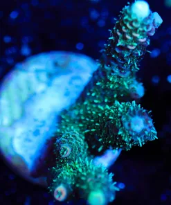Wysiwyg Acropora Millepora Frag [F113]