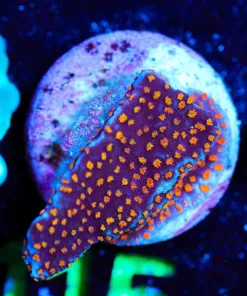 Wysiwyg Reverse Superman Montipora [F115]
