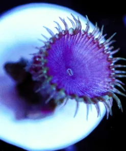 Wysiwyg Purple Death Frag [F117]