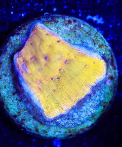 Wysiwyg Tiny Tangerine Leptoseris Frag [F117]