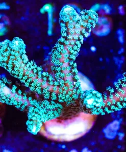 Wysiwyg Massive Green Goddess Birdsnest Frag | Easy Species ! [F119] Free Shipping ! $250 Minimum Livestock Spend