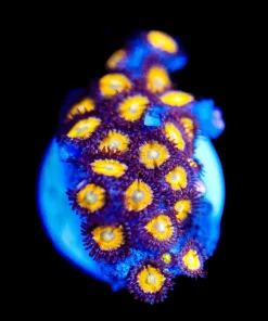 Wysiwyg Night Owl Frag [F121]