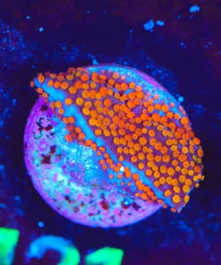Wysiwyg Reverse Rainbow Montipora Frag [F122]