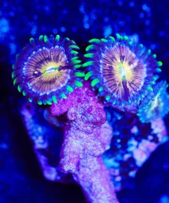 Wysiwyg 3x Nirvava Zoanthid [F122]